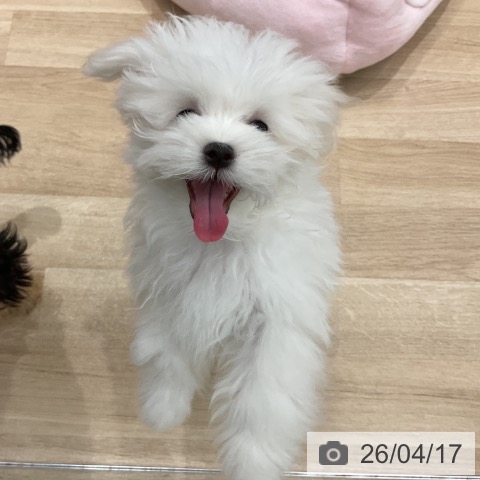 マルチーズの写真