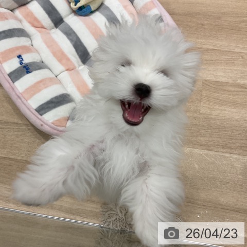 マルチーズの写真
