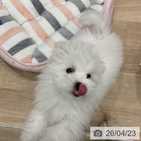 マルチーズの写真