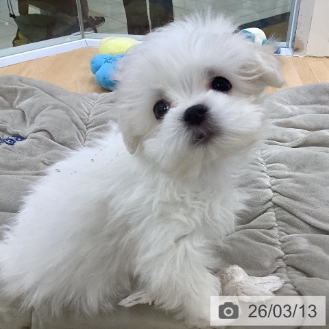 埼玉県のマルチーズ (ペットプラス 羽生店/2026年1月2日生まれ/男の子/ホワイト)の子犬の4枚目の画像