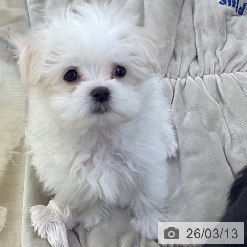 埼玉県のマルチーズ (ペットプラス 羽生店/2026年1月2日生まれ/男の子/ホワイト)の子犬の3枚目の画像