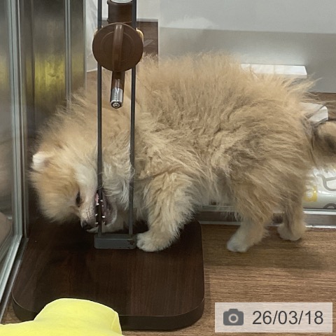 埼玉県のポメラニアン (ペッツワン 吉川美南店/2025年12月28日生まれ/男の子/オレンジ)の子犬の4枚目の画像