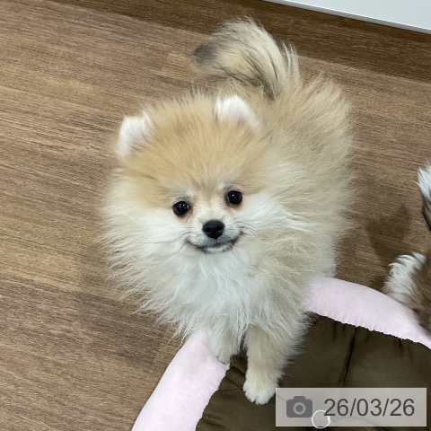 埼玉県のポメラニアン (ペッツワン 吉川美南店/2025年12月28日生まれ/男の子/オレンジ)の子犬の3枚目の画像