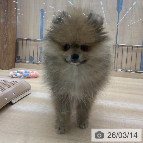 埼玉県のポメラニアン (ペッツワン 浦和美園店/2025年12月28日生まれ/女の子/オレンジ)の子犬の3枚目の画像