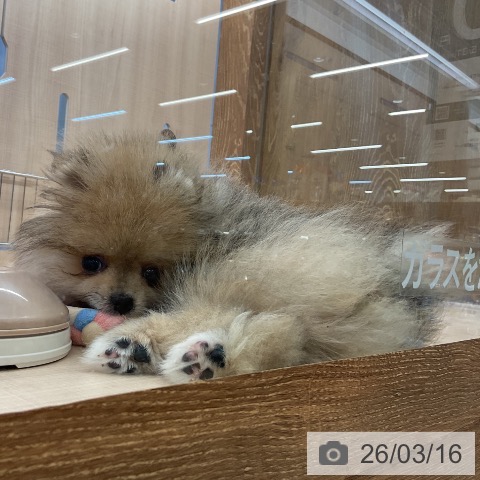 埼玉県のポメラニアン (ペッツワン 浦和美園店/2025年12月28日生まれ/女の子/オレンジ)の子犬の4枚目の画像