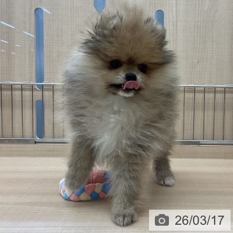 埼玉県のポメラニアン (ペッツワン 浦和美園店/2025年12月28日生まれ/女の子/オレンジ)の子犬の3枚目の画像
