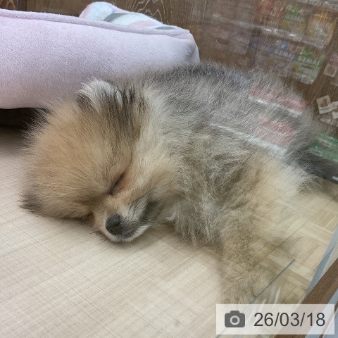 埼玉県のポメラニアン (ペッツワン 浦和美園店/2025年12月28日生まれ/女の子/オレンジ)の子犬の3枚目の画像