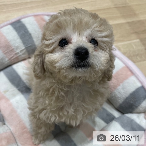 埼玉県のトイプードル(トイ) (ペットプラス ららぽーと富士見店/2026年1月3日生まれ/男の子/クリーム)の子犬の3枚目の画像