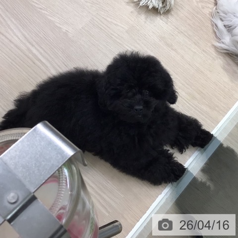 トイ・プードルの写真