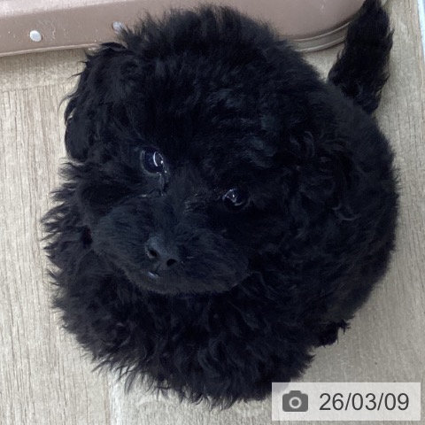 東京都のトイプードル(トイ) (ペットプラス むさし村山店/2026年1月2日生まれ/女の子/ブラック)の子犬の4枚目の画像