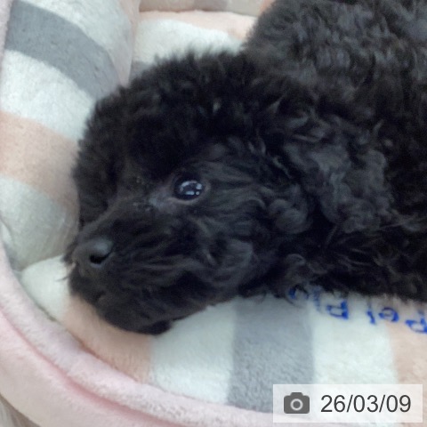 東京都のトイプードル(トイ) (ペットプラス むさし村山店/2026年1月2日生まれ/女の子/ブラック)の子犬の3枚目の画像