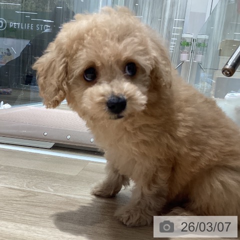 千葉県のトイプードル(トイ) (ペットプラス 木更津店/2026年1月3日生まれ/男の子/アプリコット)の子犬の4枚目の画像