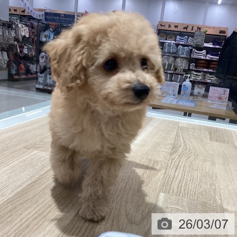 千葉県のトイプードル(トイ) (ペットプラス 木更津店/2026年1月3日生まれ/男の子/アプリコット)の子犬の3枚目の画像