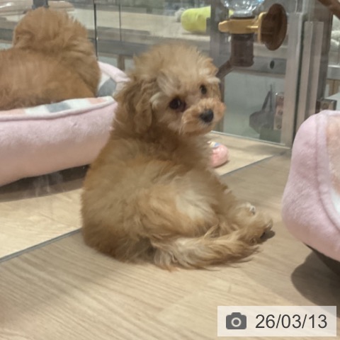 埼玉県のトイプードル(トイ) (ペットプラス コクーンシティ店/2026年1月3日生まれ/男の子/アプリコット)の子犬の4枚目の画像