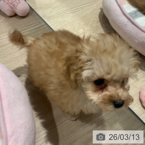 埼玉県のトイプードル(トイ) (ペットプラス コクーンシティ店/2026年1月3日生まれ/男の子/アプリコット)の子犬の3枚目の画像