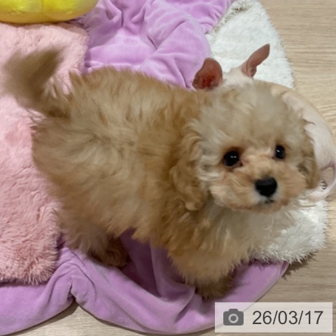 埼玉県のトイプードル(トイ) (ペットプラス コクーンシティ店/2026年1月3日生まれ/男の子/アプリコット)の子犬の3枚目の画像