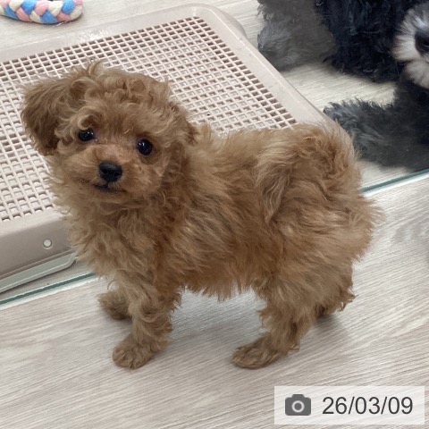 トイ・プードルの写真