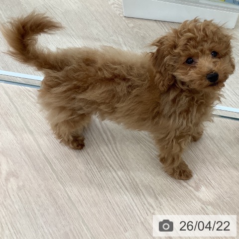 トイ・プードルの写真