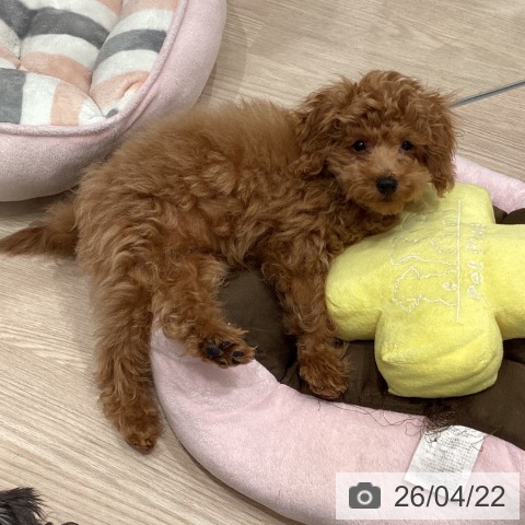 トイ・プードルの写真