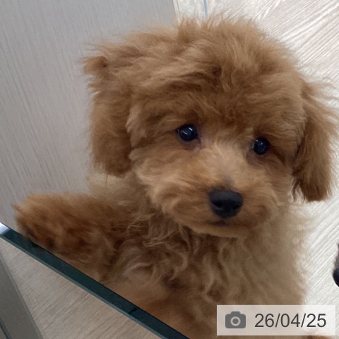 トイ・プードルの写真