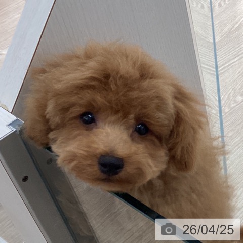 トイ・プードルの写真