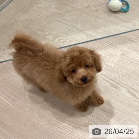 トイ・プードルの写真