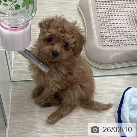 トイ・プードルの写真