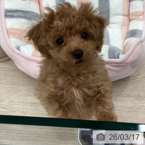 トイ・プードルの写真