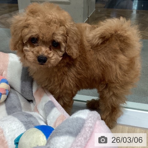 トイ・プードルの写真