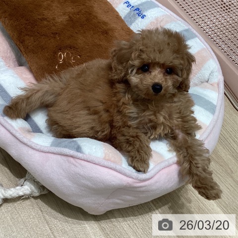 トイ・プードルの写真