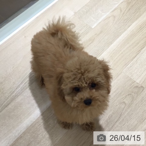 トイ・プードルの写真