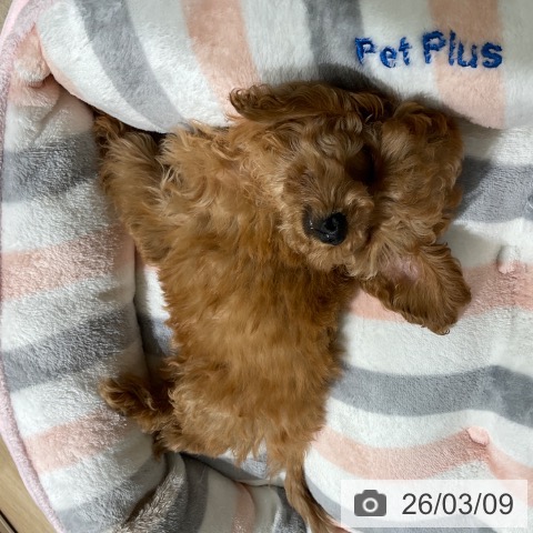 東京都のトイプードル(トイ) (ペットプラス 立川高島屋S.C.店/2026年1月3日生まれ/女の子/レッド)の子犬の4枚目の画像