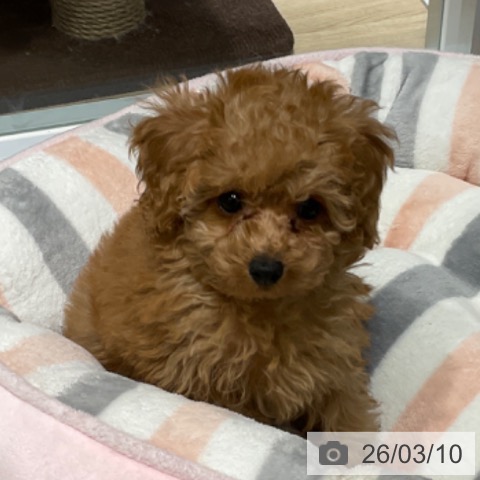 東京都のトイプードル(トイ) (ペットプラス 立川高島屋S.C.店/2026年1月3日生まれ/女の子/レッド)の子犬の3枚目の画像