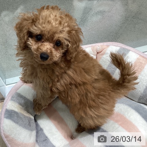 東京都のトイプードル(トイ) (ペットプラス 立川高島屋S.C.店/2026年1月3日生まれ/女の子/レッド)の子犬の3枚目の画像