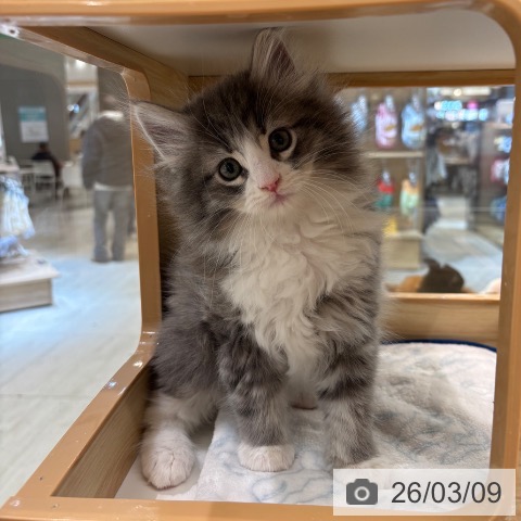 東京都のノルウェージャンフォレストキャット (ペットプラス アクアシティお台場店/2026年1月2日生まれ/男の子/ブルーマッカレルタビーホワイト)の子猫の4枚目の画像