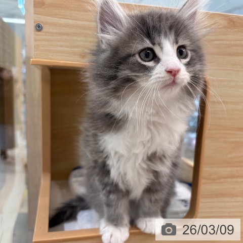 東京都のノルウェージャンフォレストキャット (ペットプラス アクアシティお台場店/2026年1月2日生まれ/男の子/ブルーマッカレルタビーホワイト)の子猫の3枚目の画像