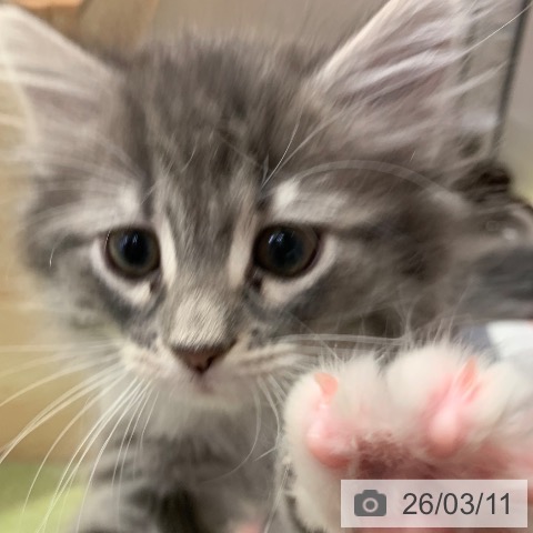 千葉県のノルウェージャンフォレストキャット (ペットプラス 幕張新都心店/2026年1月2日生まれ/女の子/ブルーマッカレルタビーホワイト)の子猫の4枚目の画像