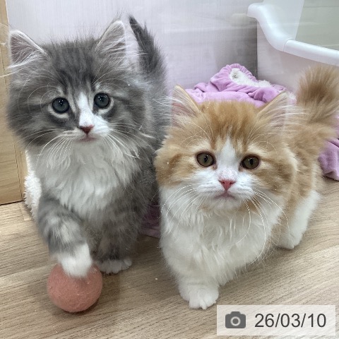 宮城県のノルウェージャンフォレストキャット (ペットプラス 仙台上杉店/2026年1月2日生まれ/女の子/ブルーマッカレルタビーホワイト)の子猫の4枚目の画像