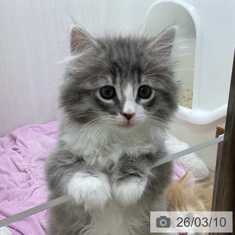 宮城県のノルウェージャンフォレストキャット (ペットプラス 仙台上杉店/2026年1月2日生まれ/女の子/ブルーマッカレルタビーホワイト)の子猫の3枚目の画像