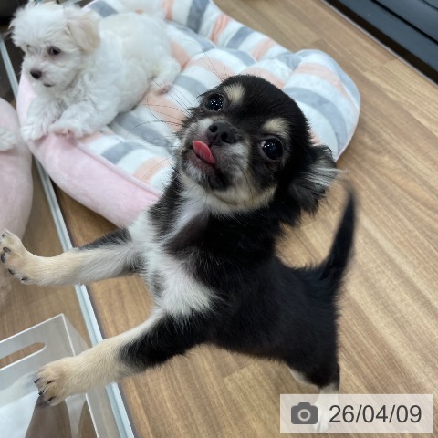 茨城県のチワワ(ロング) (ペッツワン つくば店/2026年1月8日生まれ/男の子/ブラックタン)の子犬の4枚目の画像