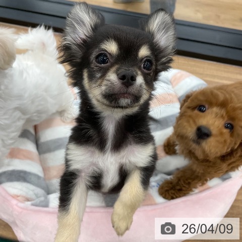 茨城県のチワワ(ロング) (ペッツワン つくば店/2026年1月8日生まれ/男の子/ブラックタン)の子犬の3枚目の画像