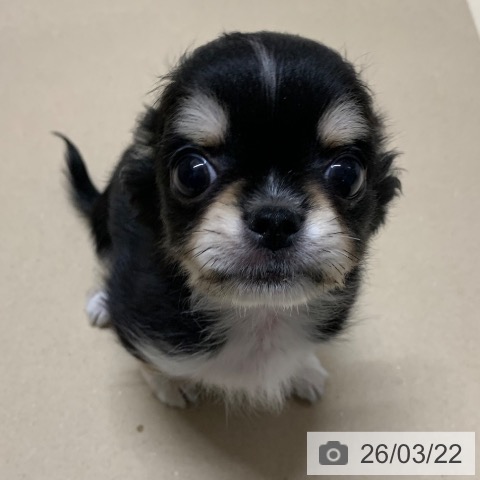 千葉県のチワワ(ロング) (ペットプラス 幕張新都心店/2026年1月8日生まれ/男の子/ブラックタンホワイト)の子犬の3枚目の画像