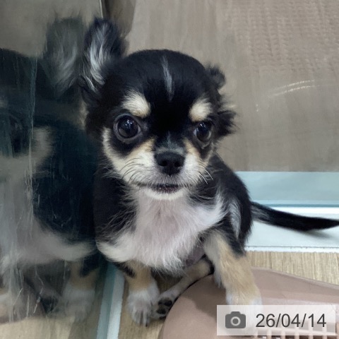 千葉県のチワワ(ロング) (ペットプラス 木更津店/2026年1月8日生まれ/男の子/ブラックタンホワイト)の子犬の4枚目の画像