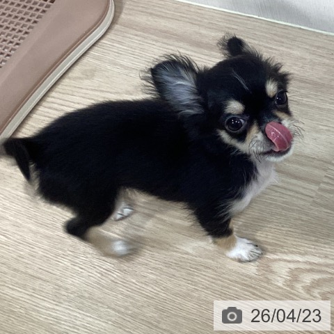 千葉県のチワワ(ロング) (ペットプラス 柏店/2026年1月8日生まれ/男の子/ブラックタンホワイト)の子犬の4枚目の画像