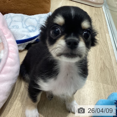 千葉県のチワワ(ロング) (ペットプラス 木更津店/2026年1月8日生まれ/男の子/ブラックタンホワイト)の子犬の3枚目の画像