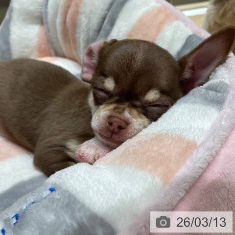 埼玉県のチワワ(ロング) (ペットプラス ららぽーと富士見店/2026年1月8日生まれ/男の子/チョコレートタンホワイト)の子犬の3枚目の画像