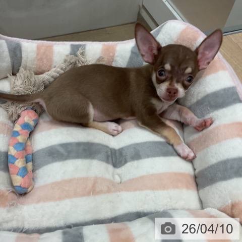 群馬県のチワワ(ロング) (ペットプラス イオンモール太田店/2026年1月8日生まれ/男の子/チョコレートタンホワイト)の子犬の4枚目の画像