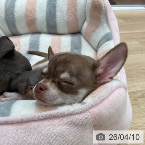 群馬県のチワワ(ロング) (ペットプラス イオンモール太田店/2026年1月8日生まれ/男の子/チョコレートタンホワイト)の子犬の3枚目の画像