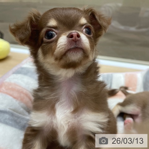 埼玉県のチワワ(ロング) (ペットプラス ららぽーと富士見店/2026年1月8日生まれ/女の子/チョコレートタンホワイト)の子犬の3枚目の画像