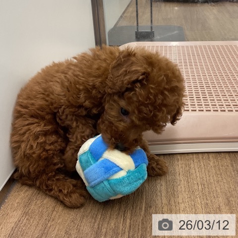 トイ・プードルの写真